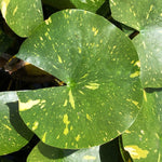 Arc-En-Ciel White Waterlily Leaf/Pad - Plants for Ponds (top)