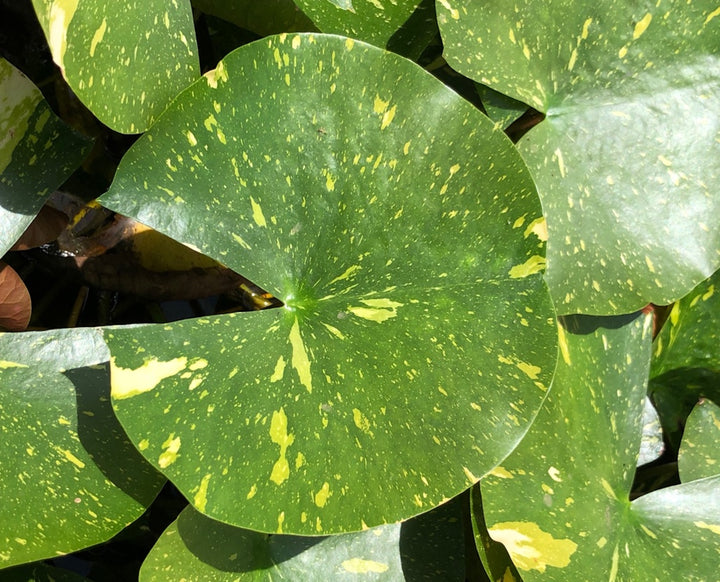 Arc-En-Ciel White Waterlily Leaf/Pad - Plants for Ponds (top)
