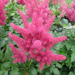 False goats beard - Pink (Astilbe Pink)