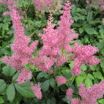 False goats beard - Pink (Astilbe Pink)