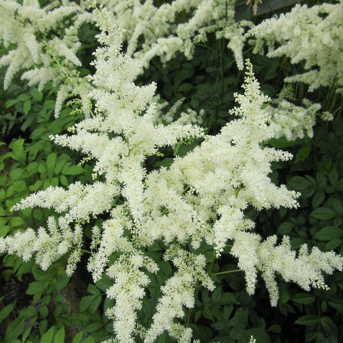 False goats beard - White (Astilbe White)