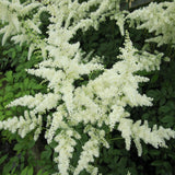 False goats beard - White (Astilbe White)