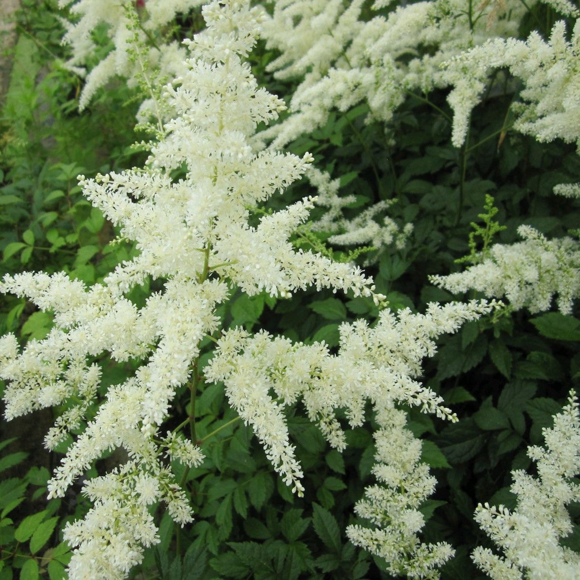 False goats beard - White (Astilbe White)