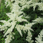 False goats beard - White (Astilbe White)