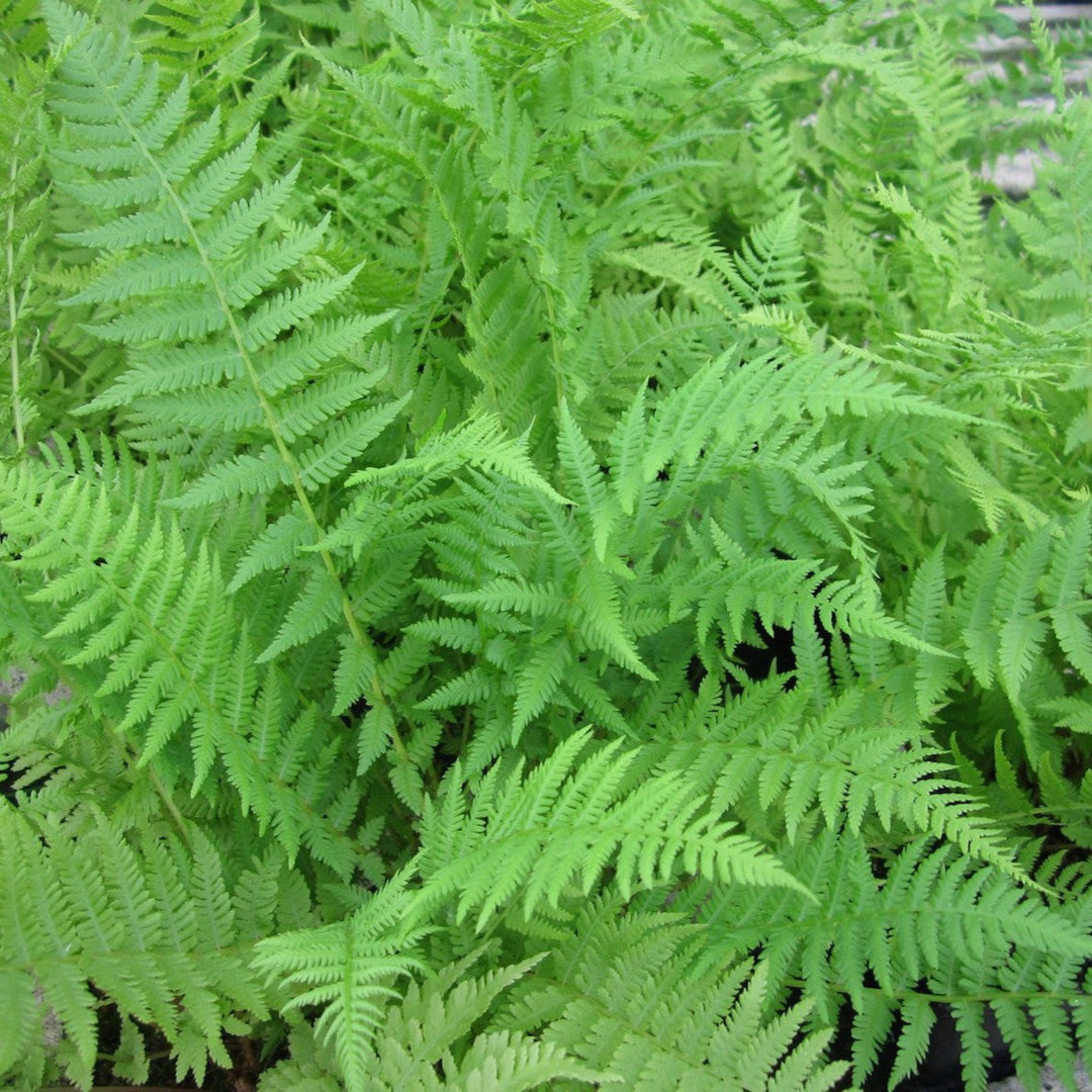 Athyrium filix femina (Lady fern)