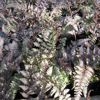 Japanese painted fern (Athyrium nipponicum Metallicum)