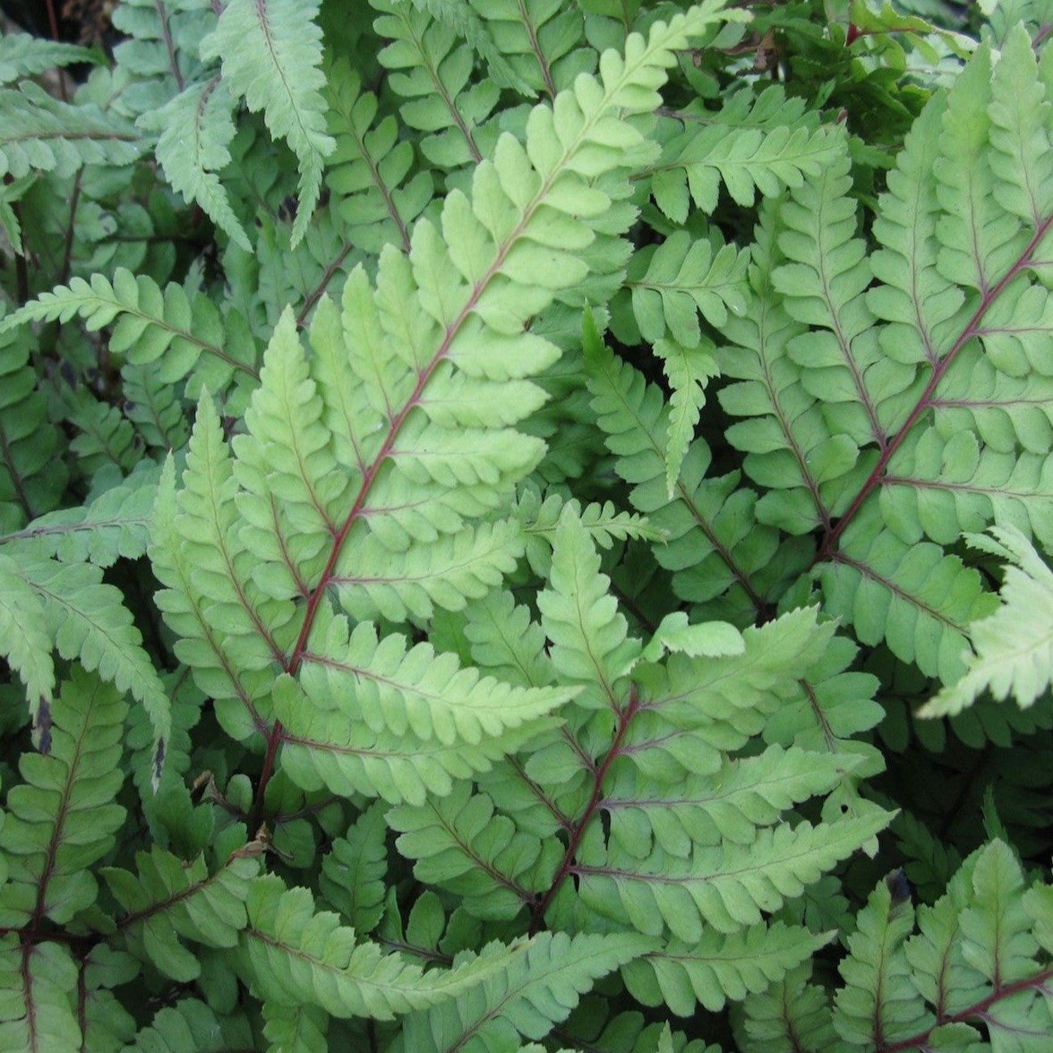 Eared Lady Fern (Athyrium otophorum okanum)