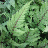 Eared Lady Fern (Athyrium otophorum okanum)