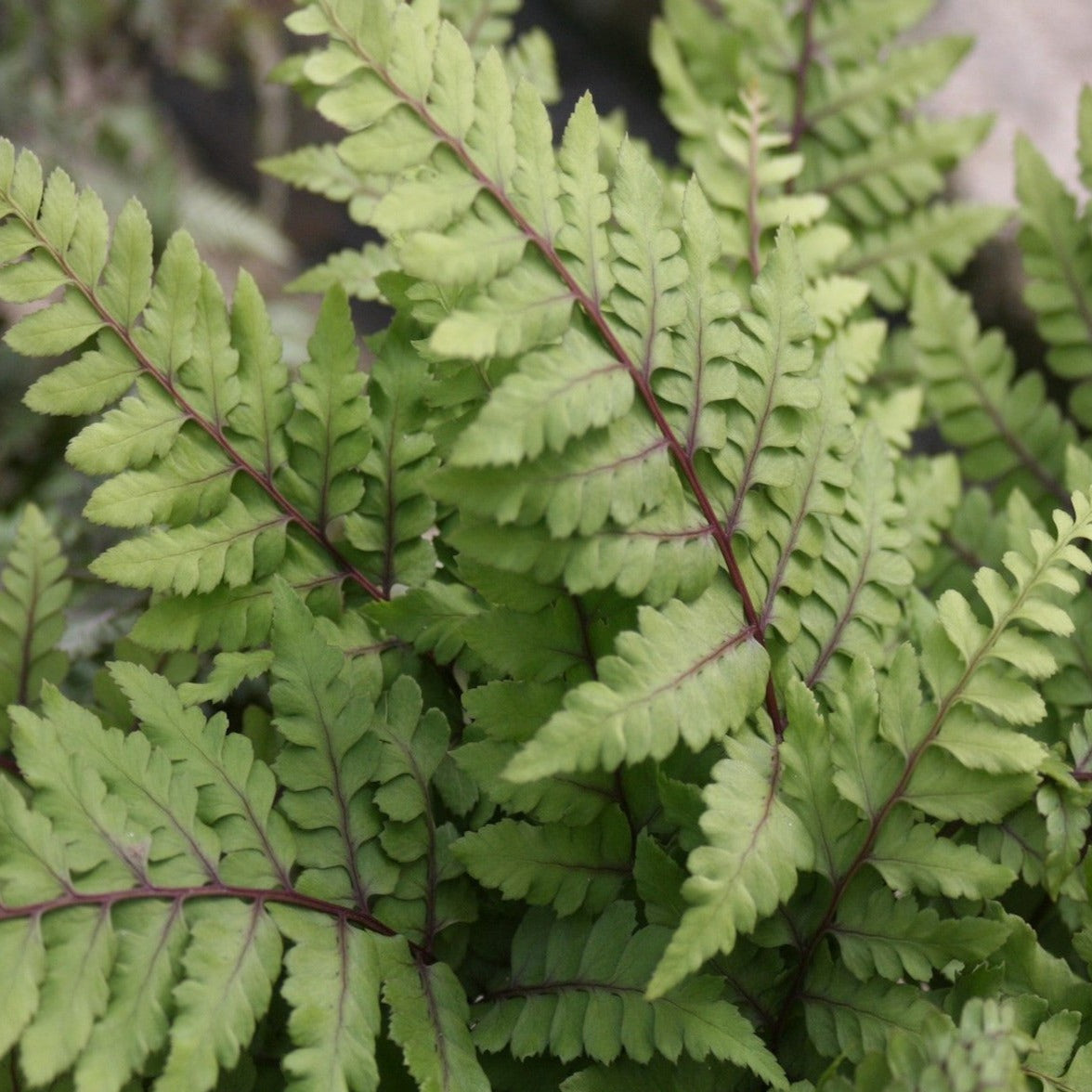 Eared Lady Fern (Athyrium otophorum okanum)