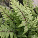 Eared Lady Fern (Athyrium otophorum okanum)