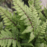 Eared Lady Fern (Athyrium otophorum okanum)