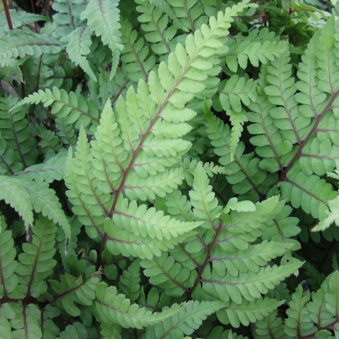 Eared Lady Fern (Athyrium otophorum okanum)