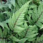 Eared Lady Fern (Athyrium otophorum okanum)