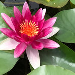 Attraction Red Water lily - Plants for Ponds (top)