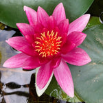 Attraction Red Waterlily - Plants for Ponds (top)