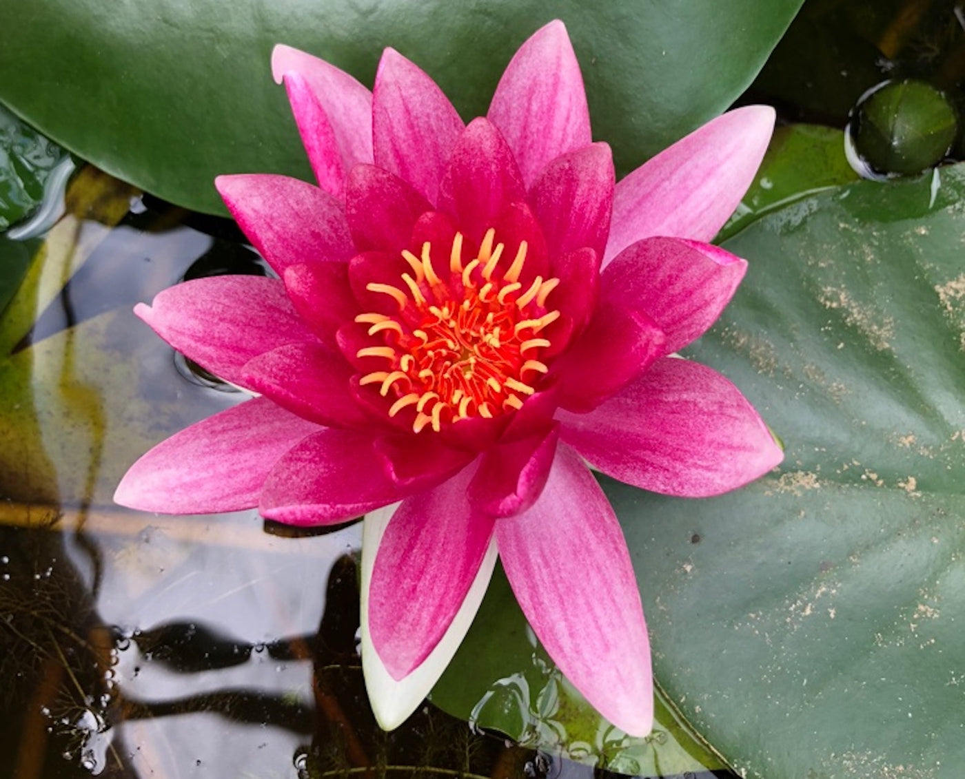 Attraction Red Waterlily - Plants for Ponds (top)