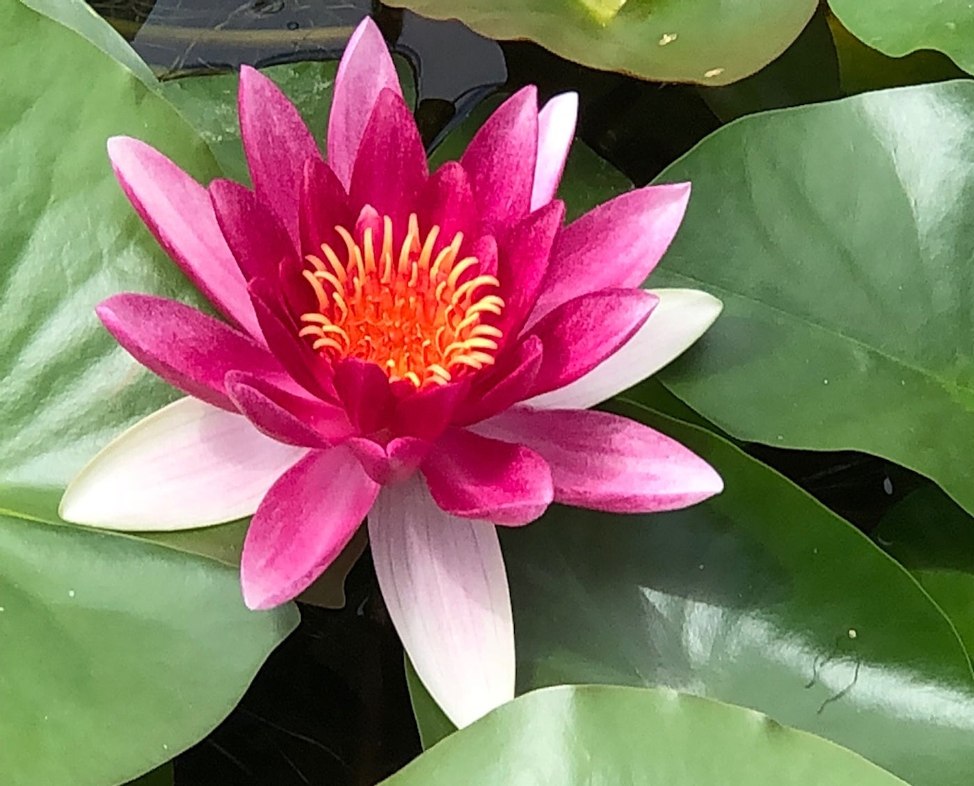 Attraction Red Water lily - Plants for Ponds (top)