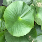 Attraction Red Waterlily Leaf Pad - Plants for Ponds (top)