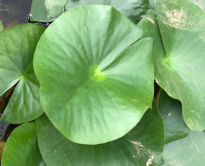 Attraction Red Waterlily Leaf Pad - Plants for Ponds (top)