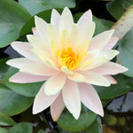 Barbara Dobbins Yellow Waterlily - Plants for Ponds (top)