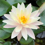 Barbara Dobbins Yellow Waterlily - Plants for Ponds (top)