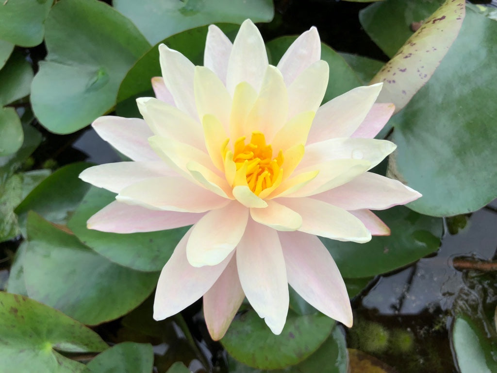 Barbara Dobbins Yellow Waterlily - Plants for Ponds (top)