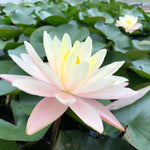Barbara Dobbins Yellow Water lily - Plants for Ponds (side)