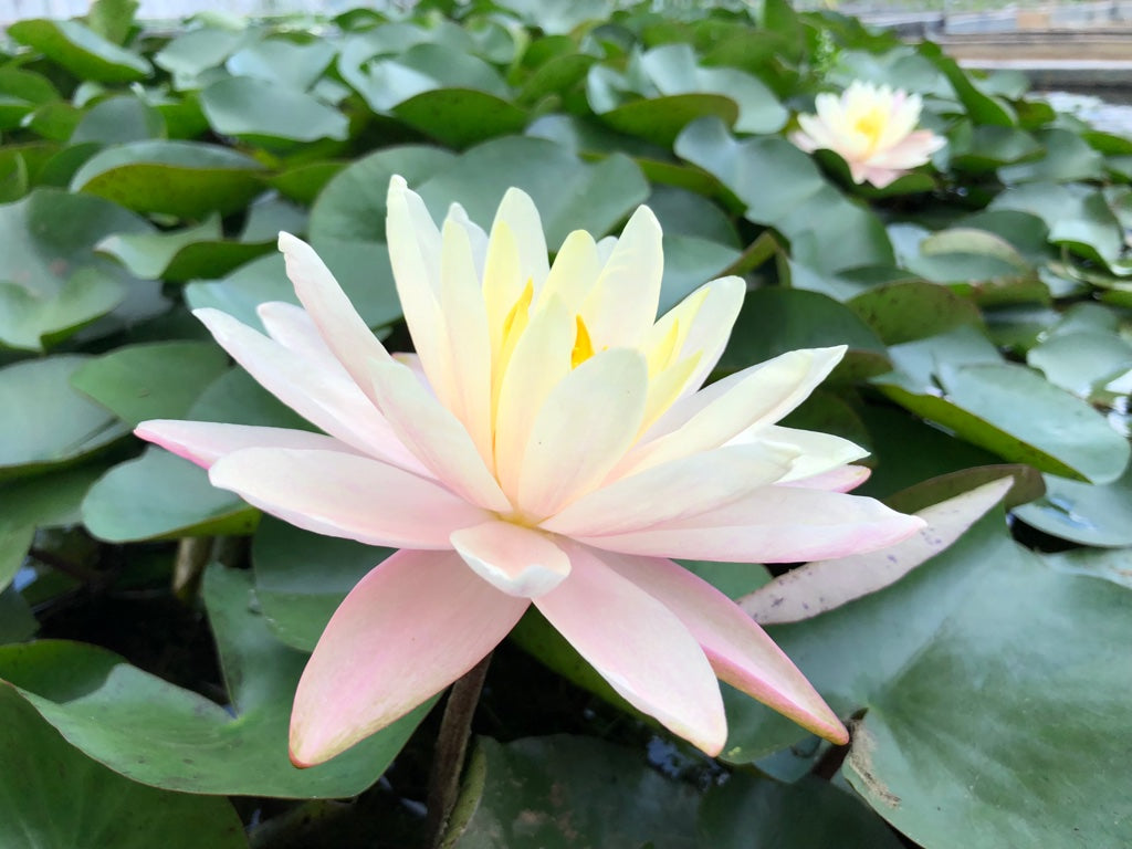Barbara Dobbins Yellow Water lily - Plants for Ponds (side)