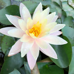 Barbara Dobbins Yellow Water lily - Plants for Ponds (top)