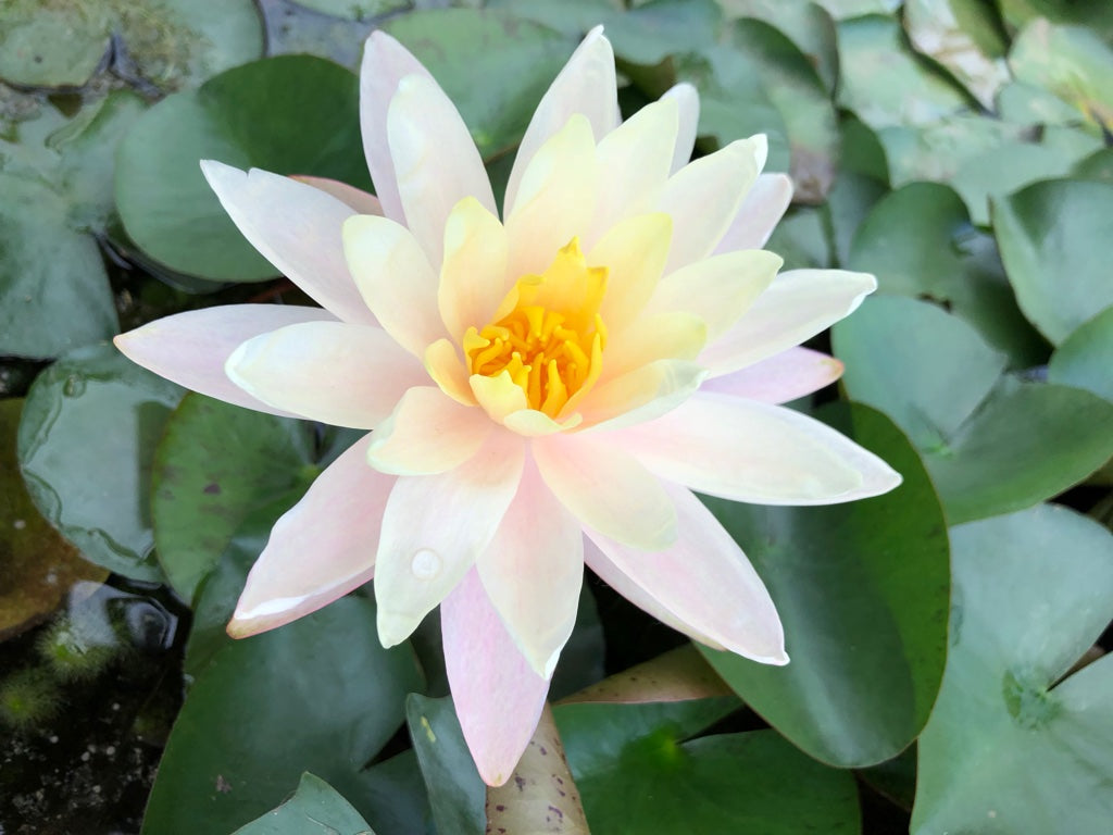 Barbara Dobbins Yellow Water lily - Plants for Ponds (top)