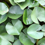 Barbara Dobbins Yellow Waterlily Leaf Pad - Plants for Ponds (top)