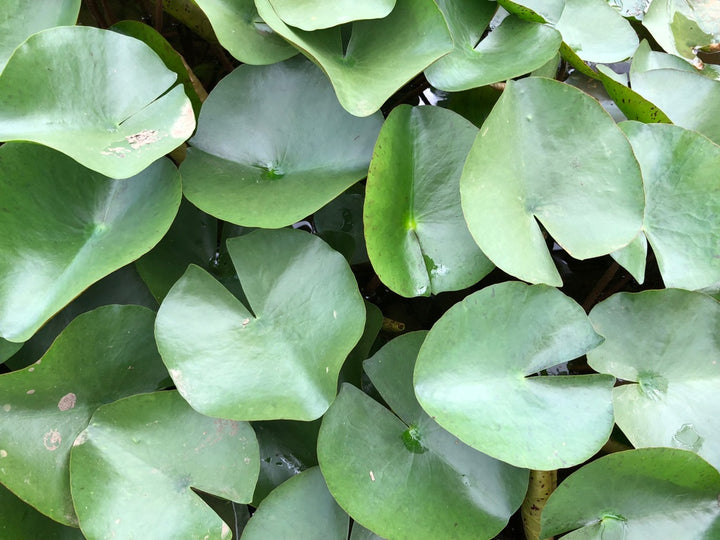 Barbara Dobbins Yellow Waterlily Leaf Pad - Plants for Ponds (top)