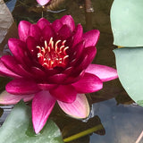 Black Princess Red Water lily - Plants for Ponds (top)