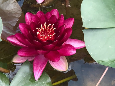 Black Princess Red Water lily - Plants for Ponds (top)