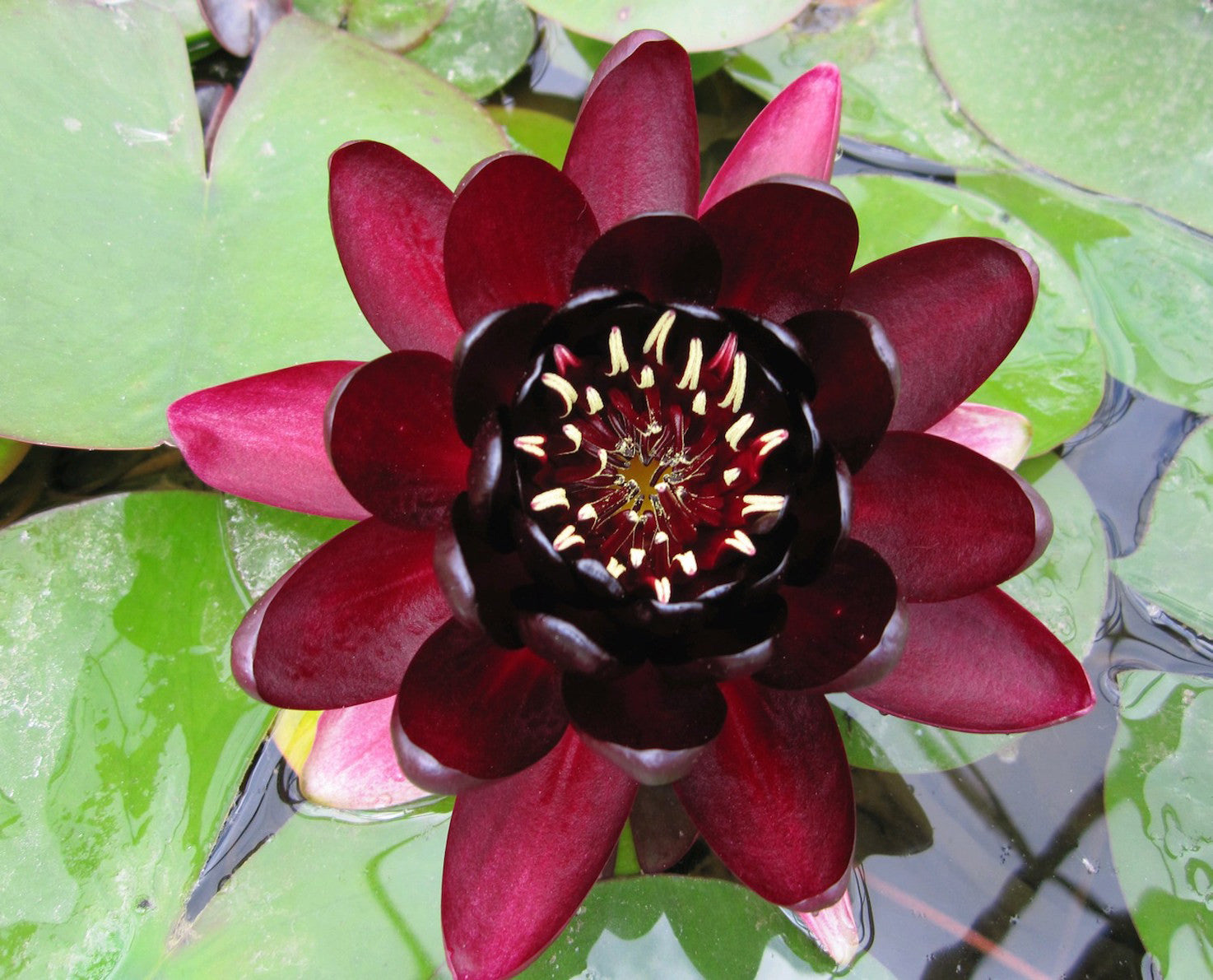 Black Princess Red Waterlily - Plants for Ponds (top)