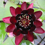 Black Princess Red Waterlily - Plants for Ponds (top)