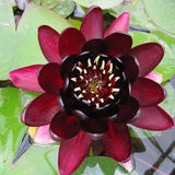 Black Princess Red Waterlily - Plants for Ponds (top)