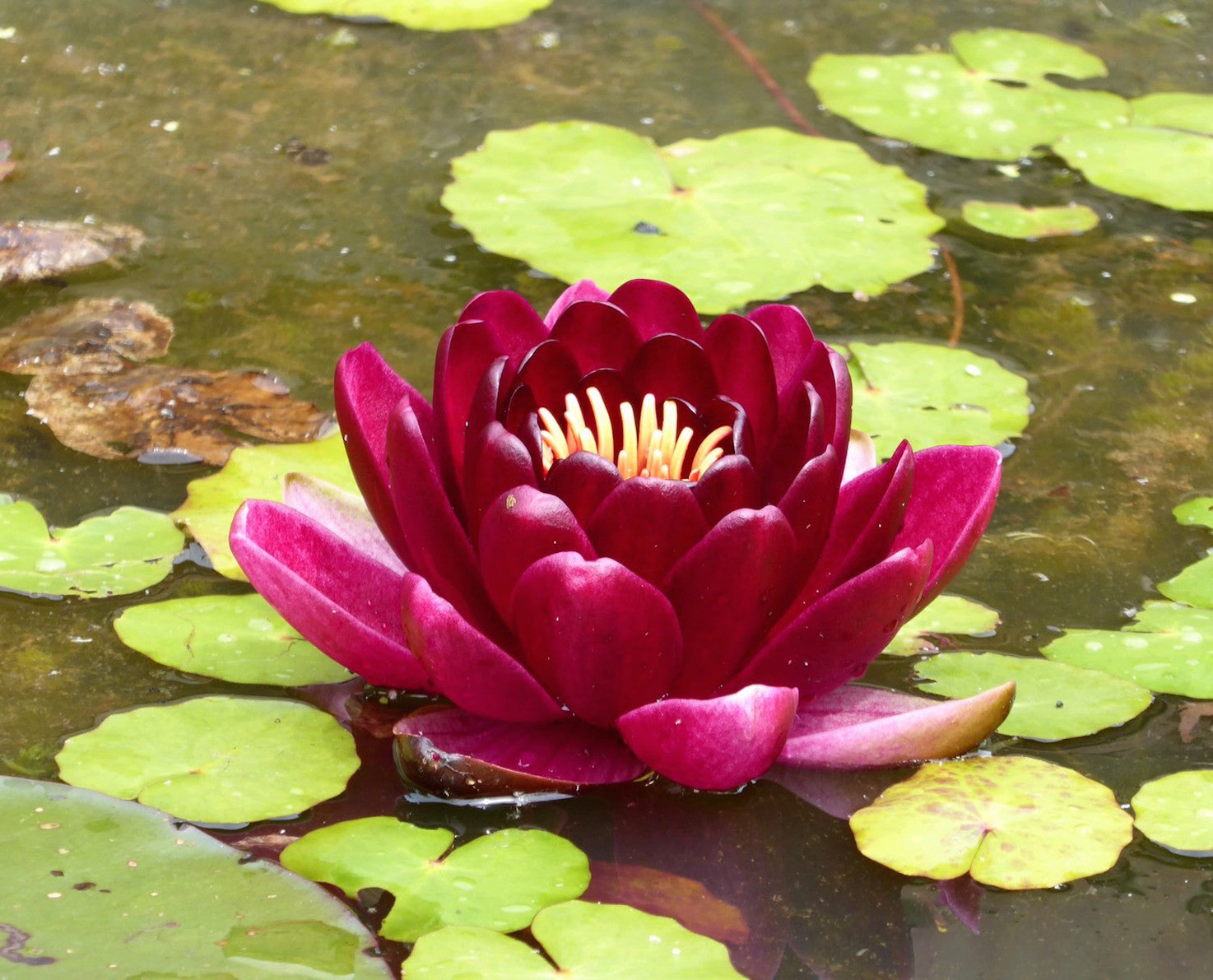 Black Princess Red Water lily - Plants for Ponds (side)