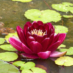 Black Princess Red Water lily - Plants for Ponds (side)