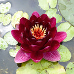 Black Princess Red Waterlily - Plants for Ponds (top)