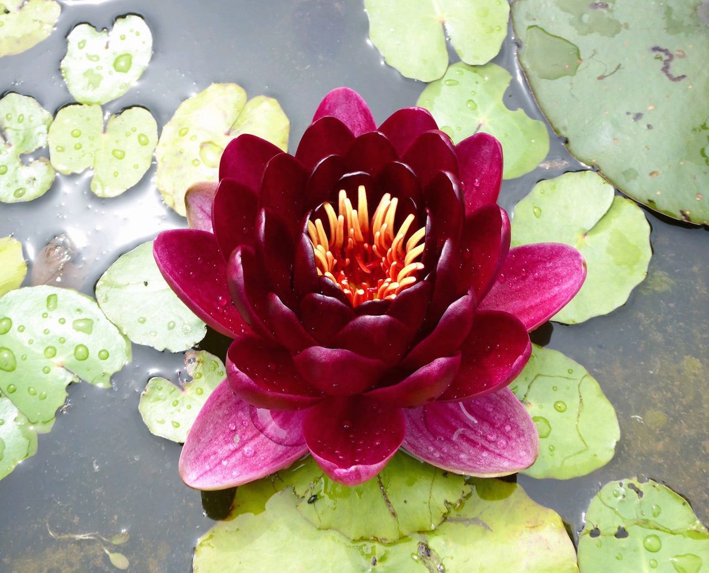 Black Princess Red Waterlily - Plants for Ponds (top)