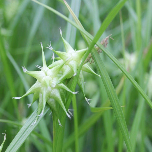 Mace Sedge (Carex grayi)