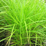 Musk Sedge (Carex Muskingumensis)