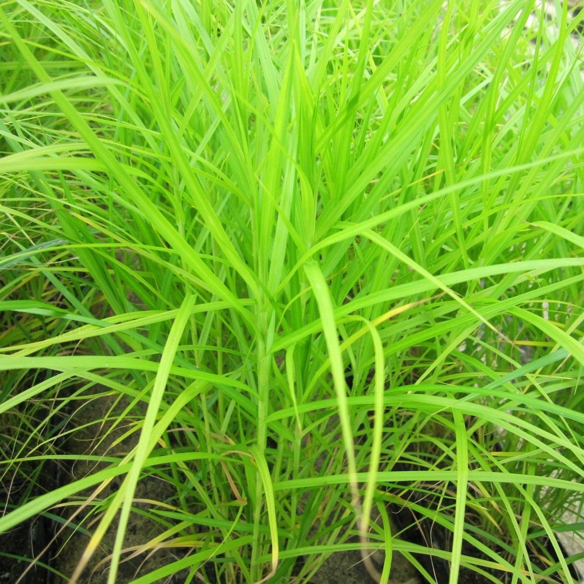 Musk Sedge (Carex Muskingumensis)