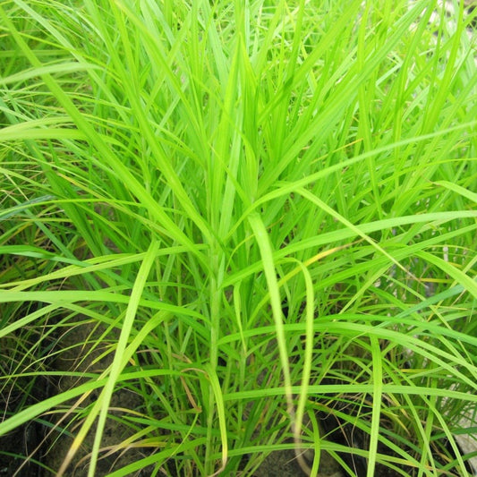 Musk Sedge (Carex Muskingumensis)