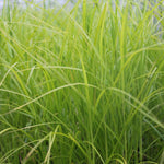 Musk Sedge (Carex Muskingumensis)