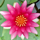 Charles de Meurville Waterlily