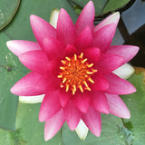 Charles de Meurville Waterlily