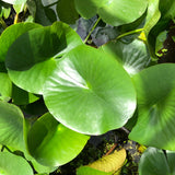 Charles De Meurville Red Water lily Leaf Pad - Plants for Ponds (top)