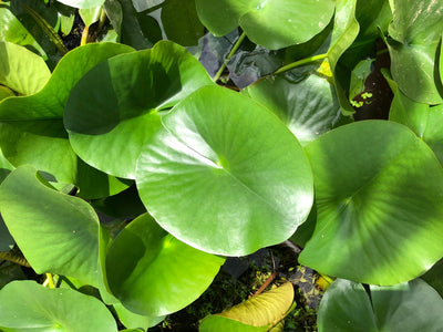 Charles De Meurville Red Water lily Leaf Pad - Plants for Ponds (top)
